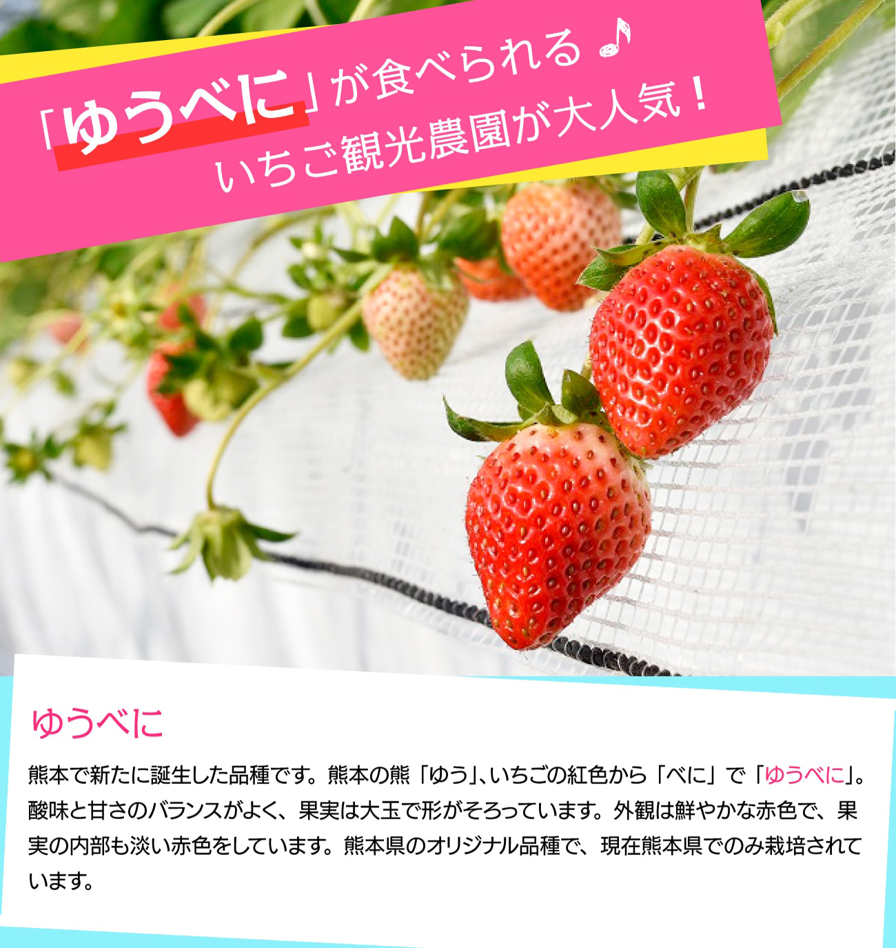 「ゆうべに」が食べられる♪ いちご観光農園が大人気!