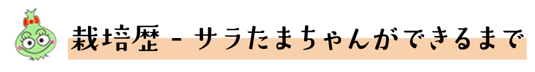 栽培歴 - サラたまちゃんができるまで